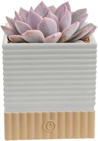 Costa Farms Mini Succulents, Live Indoor Plant, Easy Care, Home Decor by Unknown
