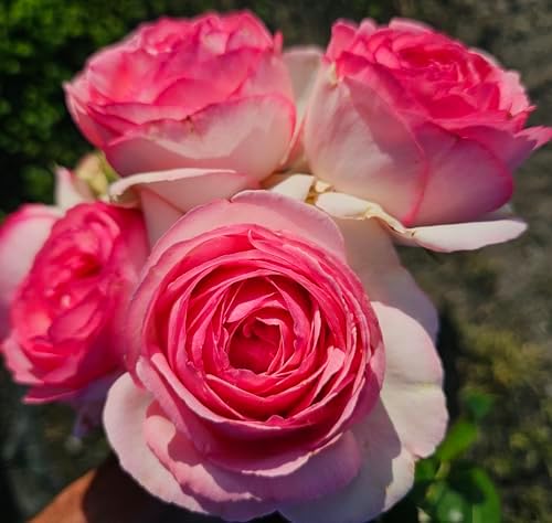 Ma Cherie Roses - Eden Rose Climbing Rose Live Plant, Rose Bushes Ready to Plant, Potted 2 Quart, Live Outdoor Plants, Pink Climbing Rose, Plant Gifts, Live Plants Outdoor, Roses Live Plants by Unknown