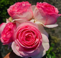 Ma Cherie Roses - Eden Rose Climbing Rose Live Plant, Rose Bushes Ready to Plant, Potted 2 Quart, Live Outdoor Plants, Pink Climbing Rose, Plant Gifts, Live Plants Outdoor, Roses Live Plants by Unknown