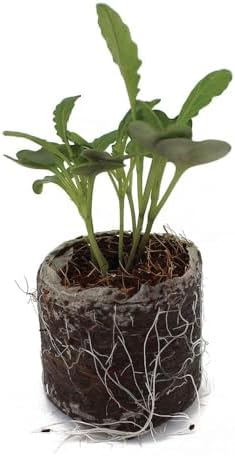 Mixed Kale Plants, Set of 4 Live Rooted Plants, 3-Inch Pots, Hardy Vegetables for Garden, Pot NOT Included - Image 4