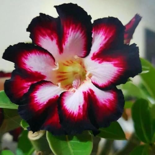Desert Rose Seeds Mixed, Adenium Obesum, 80PCS Exotic Succulent Ornamental Flower Seeds, Drought Tolerant, for Home Garden, Balcony and Bonsai - Image 2