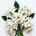 Paperwhite Ziva Bulbs - Fast Flowering Indoor Blooms - Largest Bulbs Available - Paperwhite Bulbs for Forcing Indoors, Bonsai Plant (3 Bulbs) by CZGrain