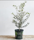 Live Arbequina Olive Tree 1 Gallon Pot Dwarf Fruit Tree for Indoor Outdoor Growing Cold Hardy Self Fertile Container Friendly Zones 7 to 11 by Unknown
