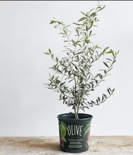 Live Arbequina Olive Tree 1 Gallon Pot Dwarf Fruit Tree for Indoor Outdoor Growing Cold Hardy Self Fertile Container Friendly Zones 7 to 11 by Unknown