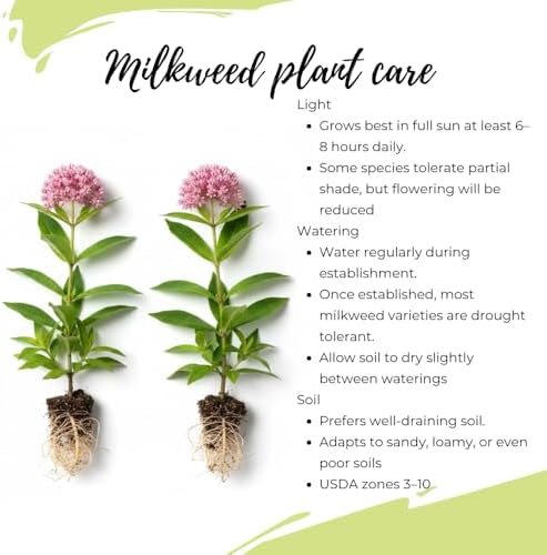 2 Pink Milkweed Asclepias Live Plants, Garden Flower Plant, 5-8 Inch Tall - Image 4