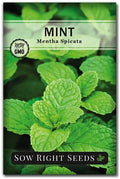 Sow Right Seeds - Mint Seed for Planting Outdoor Indoor Perennial Herb by SowRightSeeds