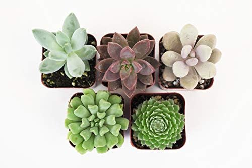 Shop Succulents Rosette Succulent Plant Pack Collection - Live Mini Succulent Plants, Low Maintenance, Floral Shaped Mix of Colors & Textures - Wedding and Party Favors, Gift & Garden, Pack of 5 - Image 3
