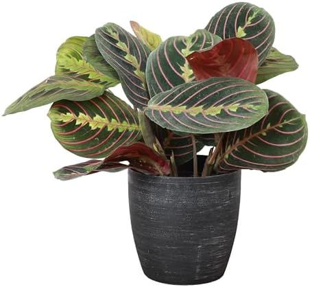 Live Red Prayer Plant, Pet Friendly, Easy to Grow, 4" Diameter Pot by ThorsensGreenhouse