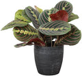 Live Red Prayer Plant, Pet Friendly, Easy to Grow, 4" Diameter Pot by ThorsensGreenhouse