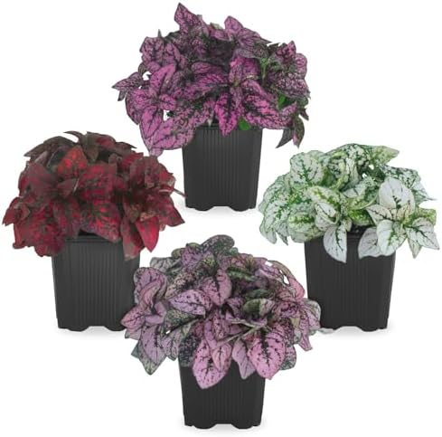 Polka Dot Plant Collection (4-Pack) - Live Houseplants, Small Indoor Plants, Hypoestes (Red, White, Rose, and Pink) - Colorful, Air-Purifying House Plants (Collection) by FamPlants