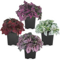 Polka Dot Plant Collection (4-Pack) - Live Houseplants, Small Indoor Plants, Hypoestes (Red, White, Rose, and Pink) - Colorful, Air-Purifying House Plants (Collection) by FamPlants