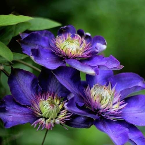 CarpetC 200+ Mixed Clematis Seeds for Planting, Perennial Climbing Vine Large Blooms, Non-GMO Heirloom Flower Seeds for Trellises, Arbors & Garden Fences - Image 7