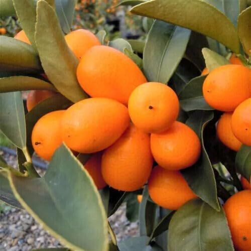 Nagami Kumquat Tree - 2-5 Inch Tall Live Plant - Potted Seedling - Orange Citrus Fruit Plant - Fortunella Margarita - Image 5