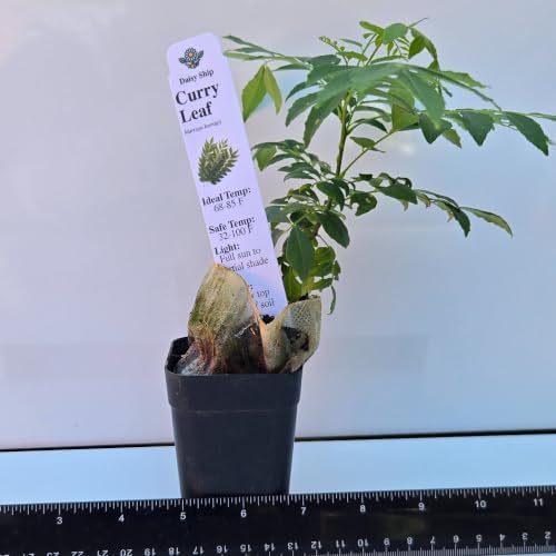 Daisy Ship Curry Leaf Plant Live Murraya Koenigii - 1 x 2-in Cup by DaisyShip