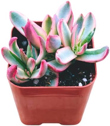 Succulents Plants Live 2inch Live Mini Succulent Plants, Easy Care House Plants Rooted in Succulent Soil Mix, By The Succulent Cult (Crassula 'Candy Cane', 2 Inch) - Image 3