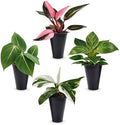 Philodendron Collection (4 Pack) - Birkin, White Princess, Pink Princess, Gloriosum-Rare Variegated Indoor Houseplants, Tropical Plants Live, Live Plants by FamPlants