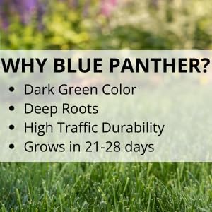 Jonathan Green Blue Panther Southern Lawn Grass Seed - 7 lb - Image 4