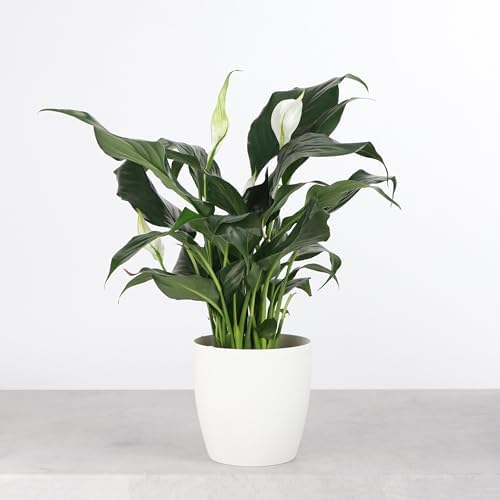 Live Peace Lily Plant, Spathiphyllum, Low Light, Easy to Grow, 4" Pot - Image 2