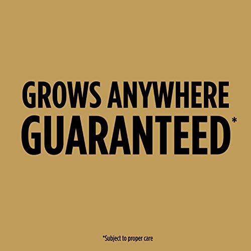 Scotts EZ Seed Dog Spot Repair Tall Fescue Lawns, 2 lbs. (Pack of 6) - Image 2