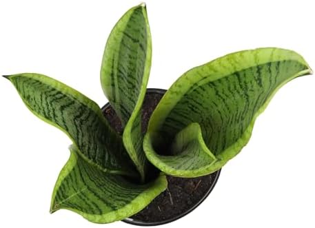 Plants for Pets Live Snake Plant with Decorative White Pot, Sansevieria Trifasciata Laurentii Succulents, Fully Rooted Indoor Potted Plants, Mother in Law Tongue Succulent and Modern Planter - Image 5