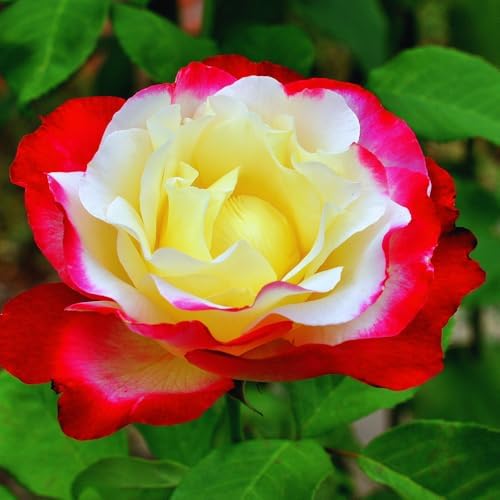 Double Delight Climbing Roses Live Plant, Rose Bush Plant, 5-7 Inch Tall - Image 3