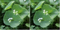 Outsidepride Winter Purslane Seeds for Planting - 5,000 Pcs Annual, Easy to Grow, Vitamin-Rich & Drought Tolerant Succulent Seeds for Culinary, Xeriscaping, Containers & Hanging Baskets (Pack of 2) by Outsidepride