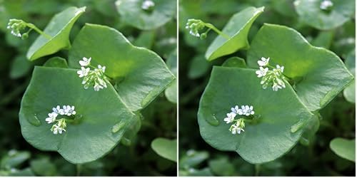 Outsidepride Winter Purslane Seeds for Planting - 5,000 Pcs Annual, Easy to Grow, Vitamin-Rich & Drought Tolerant Succulent Seeds for Culinary, Xeriscaping, Containers & Hanging Baskets (Pack of 2) by Outsidepride