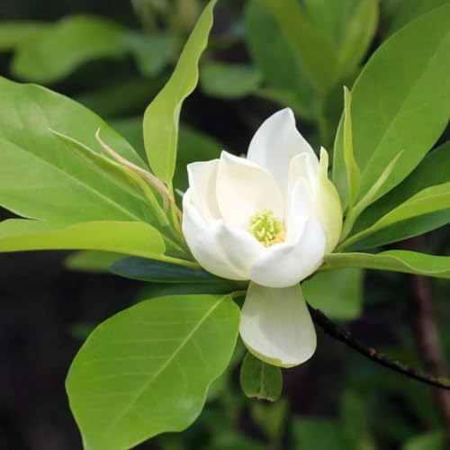 Sweetbay Magnolia Tree, 6-12 Inch Magnolia Trees Live Plants - Image 3