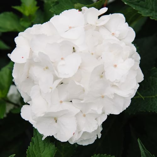 Endless Summer 1 Gal. Dream Cloud Hydrangea Shrub (Pack of 2) - Image 2
