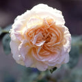 Heirloom Climbing Roses, Live Own Root Plant, Créme de la Créme by HeirloomRoses