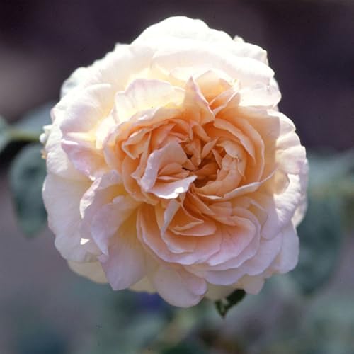 Heirloom Climbing Roses, Live Own Root Plant, Créme de la Créme by HeirloomRoses