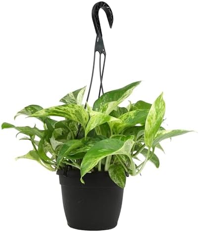 Variegated Marble Queen Pothos in 6" Hanging Basket with Detachable Hook, Live Plant Decor, Real Houseplant for Home or Office, Real Easy to Grow Houseplants by Plants for Pets - Image 7
