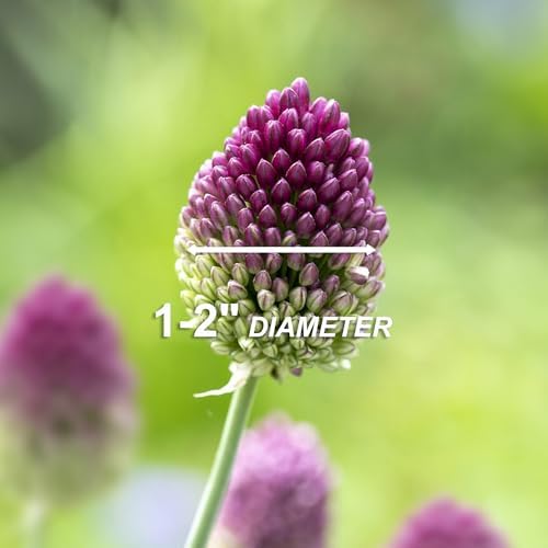 Garden State Bulb Drumsticks Allium Flower Bulbs, 6/+ cm, Fall Planting (Bag of 50) - Image 6