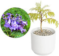 Jacaranda Tree Plant Live, Blue Flowering Bonsai Starter by MyShelfie