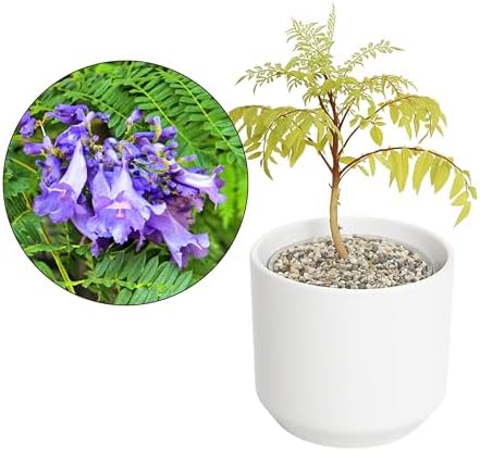 Jacaranda Tree Plant Live, Blue Flowering Bonsai Starter by MyShelfie