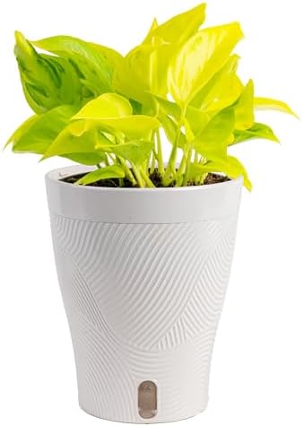 Costa Farms Champs Élysées Pothos, Live Indoor Plant, Trailing Vine by Unknown
