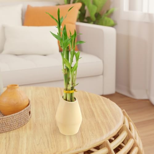 Arcadia Garden Products 5-Stem Lucky Bamboo, Live Indoor Plant in Dimension II Ceramic Planter for Home, Work, or Gift, Tan ***Cannot Ship to Hawaii*** - Image 5
