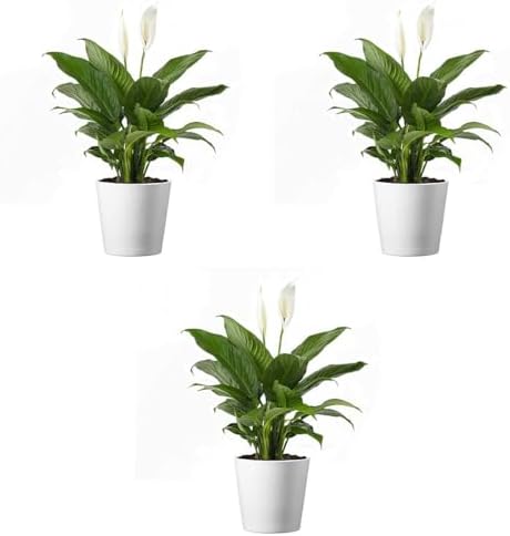 American Plant Exchange Peace Lily, Live Spathiphyllum Plants, 4-Inch Pots, 3 Pack in Deco Covers, Flowering Houseplants, Easy Care, Low Light, Perfect for Housewarming, Sympathy, or Party Gifts by AmericanPlantExchange