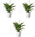 American Plant Exchange Peace Lily, Live Spathiphyllum Plants, 4-Inch Pots, 3 Pack in Deco Covers, Flowering Houseplants, Easy Care, Low Light, Perfect for Housewarming, Sympathy, or Party Gifts by AmericanPlantExchange