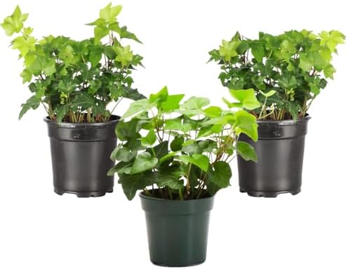 Live Hahn's Green Ivy Plant, Vining Indoor Plant, 4" Pot by ThorsensGreenhouse