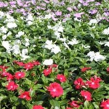 Catharanthus Roseus Mixed Vinca Pacifica Xp Bold Mix, 4 Starter Plant - Image 2