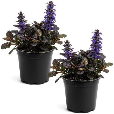 Ajuga (2 Pack) - Live Flowering Ground Cover Perennial, 8" Tall by 5" Wide in 1 Qt Pot by TheThreeCompany