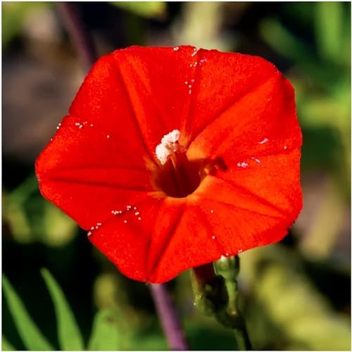 Seed Needs Cardinal Climber Seeds to Plant Red Flowering Vines 2 Packs - Image 3