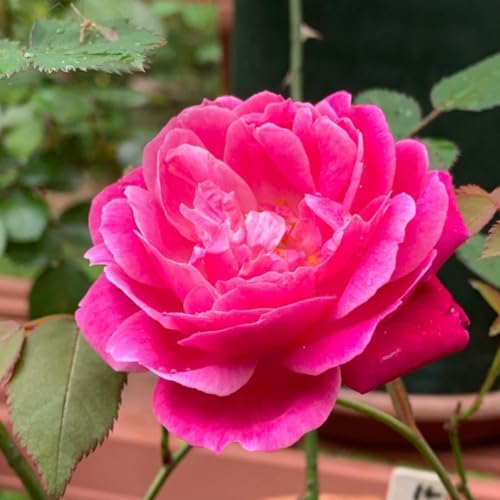 Pink Blossom Climbing Live Rose Plant, Flower, 5-10 Inch Tall - Image 3