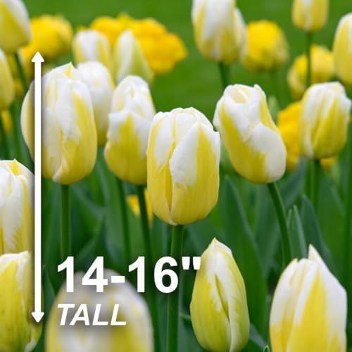 Garden State Bulb Bingo Triumph Tulip Flower Bulbs, 11/12cm (Bag of 25) - Image 3
