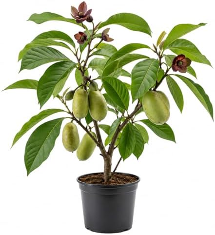American Paw Paw Tree Live Plant Asimina Triloba Plant Sweet Pawpaw Hardy Banana Tree Ornamental Fruit, 6-14 Inc Tall Qt Pot, 1 Year Old Plant by Unknown