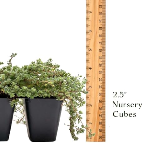 12 Woolly Thyme – Low-Growing Fragrant Fuzzy Evergreen Groundcover for Rock Gardens, Containers & Pathways (Thymus pseudolanuginosus) in 2.5″ Cubes, Live Plants - Image 7
