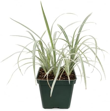 Silver Dragon Lilyturf Grass - 4" Pot - Image 2