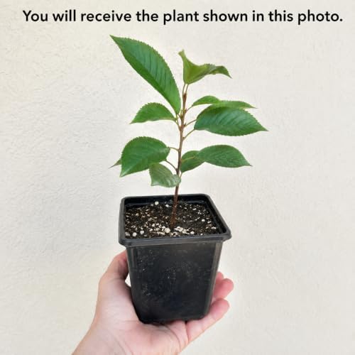 Black Cherry Plant Live for Planting, Sweet Cherry Fruit Tree, Fast Growing Sweet Fruit Tree in Home Garden, 6-12 Inch Tall, Quart Pot, Dormant in Winter - Image 2