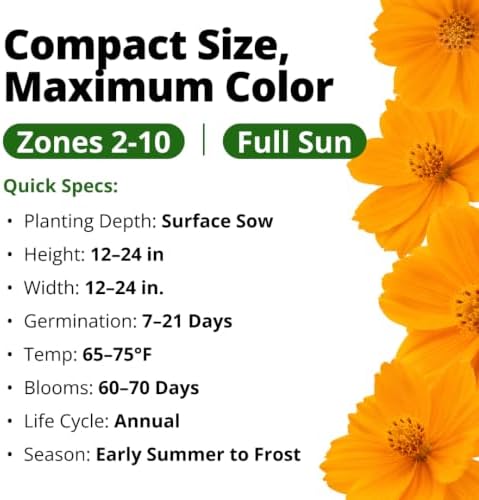 HOME GROWN Dwarf Orange Sulphur Cosmos Seeds, 2,000, Cosmos sulphureus - Image 3